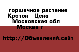 горшечное растение Кротон › Цена ­ 5 000 - Московская обл., Москва г.  »    